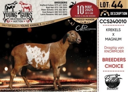1X MEATMASTER PREGNANT RECORDED EWE Collen Boerdery