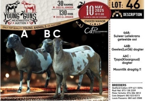 1X MEATMASTER NOT RECORDED EWE Nelru Meatmasters