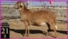 1 X MEATMASTER OOI SUPERIOR GENETICS - AANGETEKEN (Highest Bidder may pick First Round) - 4