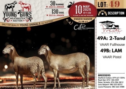 1X MEATMASTER PREGNANT NOT RECORDED EWE Vrede Meatmasters
