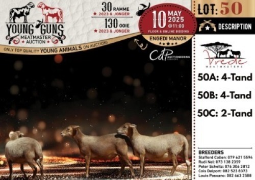 1X MEATMASTER PREGNANT NOT RECORDED EWE Vrede Meatmasters