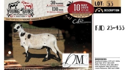 1X MEATMASTER NOT RECORDED EWE Delport Meatmasters