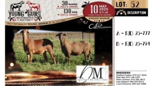 1X MEATMASTER PREGNANT RECORDED EWE Delport Meatmasters