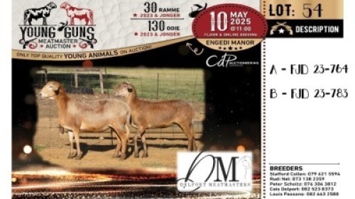 1X MEATMASTER PREGNANT NOT RECORDED EWE Delport Meatmasters