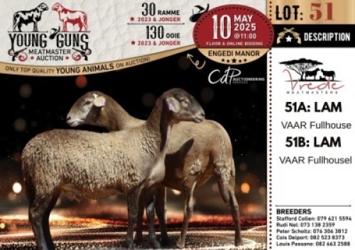 1X MEATMASTER NOT RECORDED EWE Vrede Meatmasters
