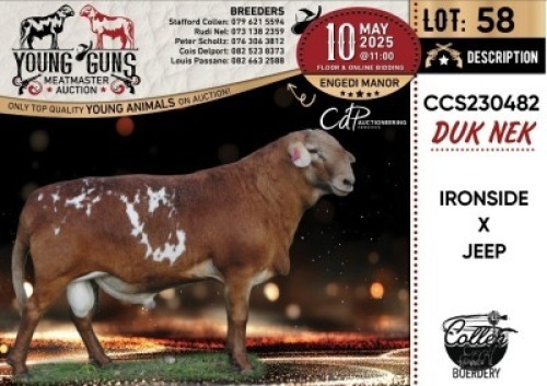 1X MEATMASTER RECORDED RAM Collen Boerdery