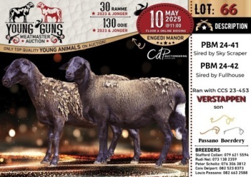 1X MEATMASTER NOT RECORDED EWE Passano Boerdery