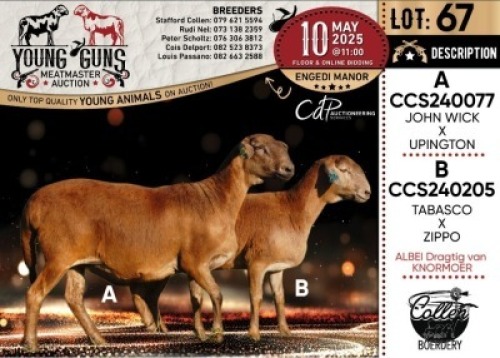 1X MEATMASTER PREGNANT RECORDED EWE Collen Boerdery