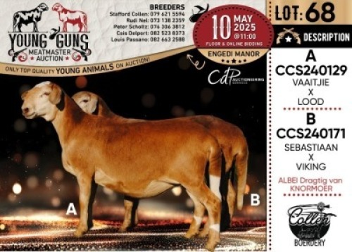 1X MEATMASTER PREGNANT RECORDED EWE Collen Boerdery