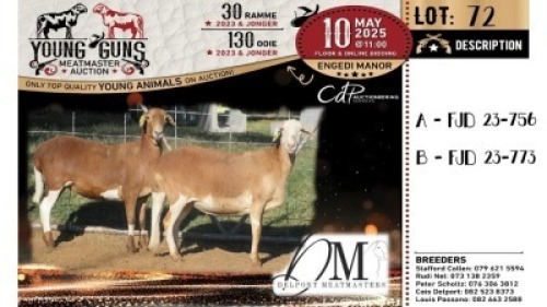 1X MEATMASTER PREGNANT NOT RECORDED EWE Delport Meatmasters