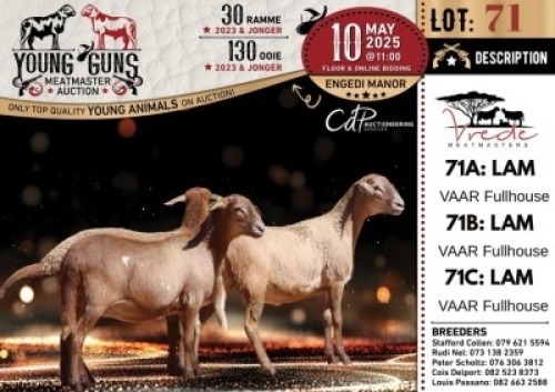 1X MEATMASTER PREGNANT NOT RECORDED EWE Vrede Meatmasters