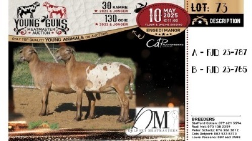 1X MEATMASTER RECORDED EWE Delport Meatmasters