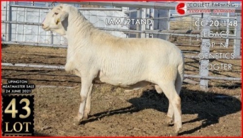 1 X MEATMASTER RAM SUPERIOR GENETICS - AANGETEKEN