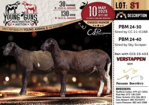 1X MEATMASTER NOT RECORDED EWE Passano Boerdery