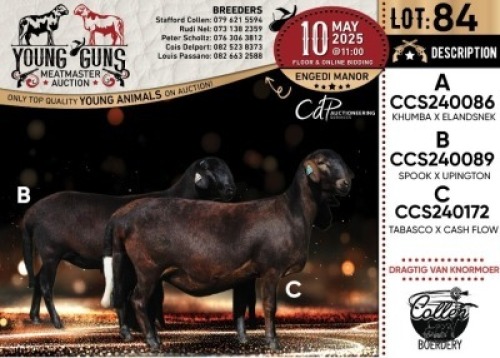 1X MEATMASTER PREGNANT RECORDED EWE Collen Boerdery