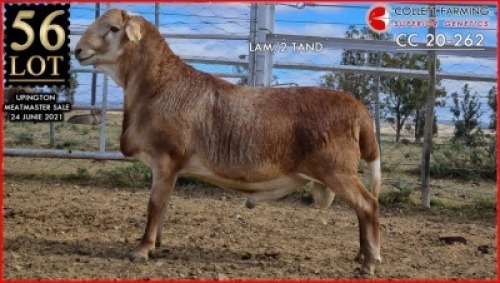 1 X MEATMASTER RAM SUPERIOR GENETICS - AANGETEKEN