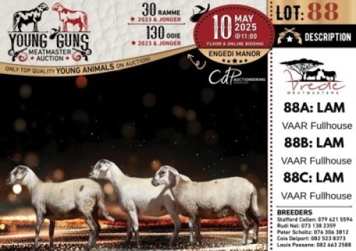 1X MEATMASTER PREGNANT NOT RECORDED EWE Vrede Meatmasters