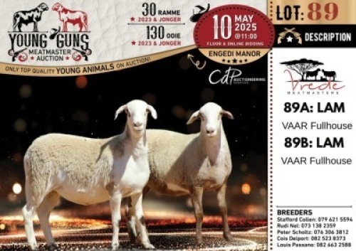 1X MEATMASTER NOT RECORDED EWE Vrede Meatmasters