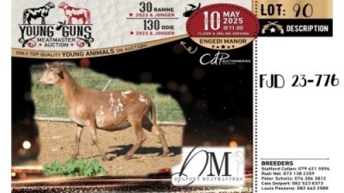 1X MEATMASTER PREGNANT NOT RECORDED EWE Delport Meatmasters