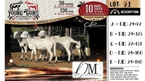 1X MEATMASTER RECORDED EWE Delport Meatmasters