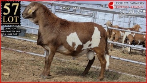 1 X MEATMASTER RAM SUPERIOR GENETICS - AANGETEKEN