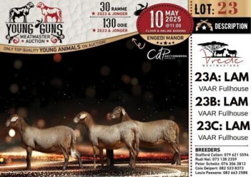 1X MEATMASTER NOT RECORDED EWE Vrede Meatmasters