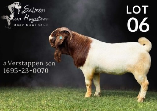 1X BOER GOAT STUD BUCK Salmon van Huyssteen Boer Goat Stud