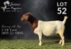 1X BOER GOAT STUD DOE Salmon van Huyssteen Boer Goat Stud - 3