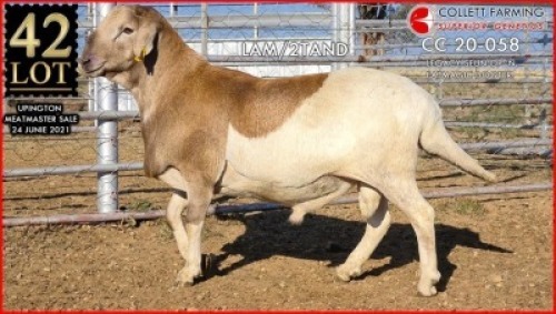 1 X MEATMASTER RAM SUPERIOR GENETICS - AANGETEKEN