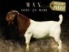 1X BOER GOAT STUD DOE Salmon van Huyssteen Boer Goat Stud - 4