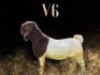 1X BOER GOAT STUD DOE Salmon van Huyssteen Boer Goat Stud - 5