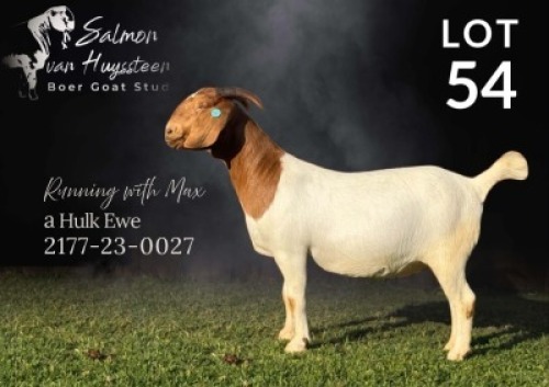 1X BOER GOAT FLOCK DOE Salmon van Huyssteen Boer Goat Stud
