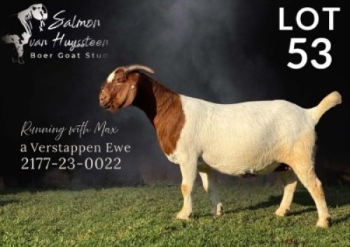 1X BOER GOAT FLOCK ON COLOUR DOE Salmon van Huyssteen Boer Goat Stud