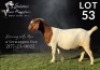 1X BOER GOAT FLOCK ON COLOUR DOE Salmon van Huyssteen Boer Goat Stud