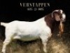 1X BOER GOAT FLOCK ON COLOUR DOE Salmon van Huyssteen Boer Goat Stud - 3