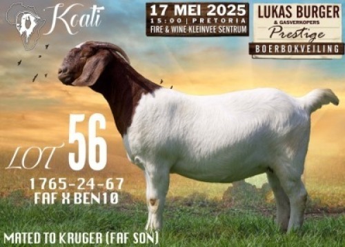 1X BOER GOAT FLOCK PREGNANT DOE Koati Boerbokke