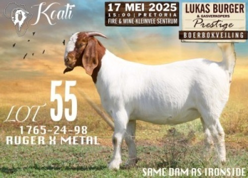 WITHDRAWN - 1X BOER GOAT DOE Koati Boerbokke