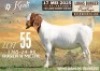WITHDRAWN - 1X BOER GOAT DOE Koati Boerbokke
