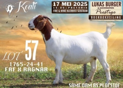 1X BOER GOAT STUD DOE Koati Boerbokke
