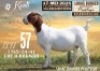 1X BOER GOAT STUD DOE Koati Boerbokke