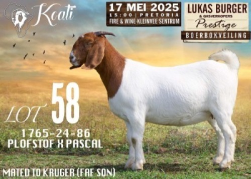 1X BOER GOAT STUD PREGNANT DOE Koati Boerbokke