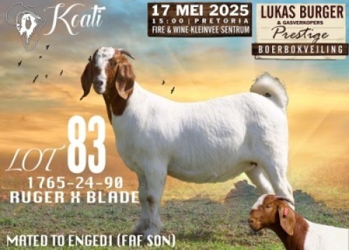 1X BOER GOAT FLOCK PREGNANT DOE Koati Boerbokke