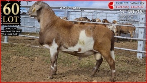 1 X MEATMASTER RAM SUPERIOR GENETICS - AANGETEKEN