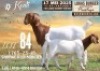 1X BOER GOAT FLOCK DOE Koati Boerbokke
