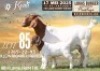 1X BOER GOAT FLOCK ON TEAT DOE Koati Boerbokke