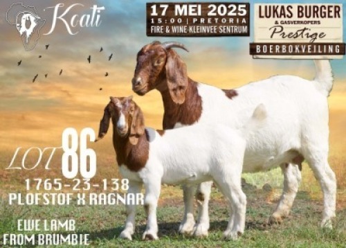 1X BOER GOAT FLOCK DOE Koati Boerbokke