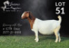 1X BOER GOAT STUD DOE Salmon van Huyssteen Boer Goat Stud