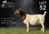 1X BOER GOAT STUD DOE Salmon van Huyssteen Boer Goat Stud