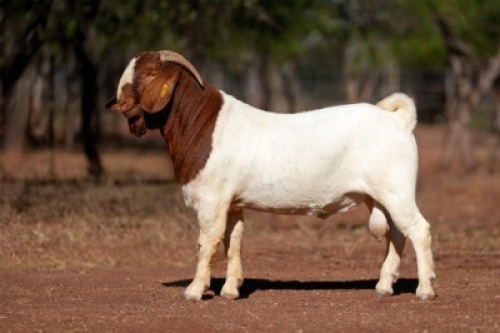1X BOER GOAT STUD BUCK Voorbok