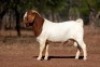 1X BOER GOAT STUD BUCK Voorbok